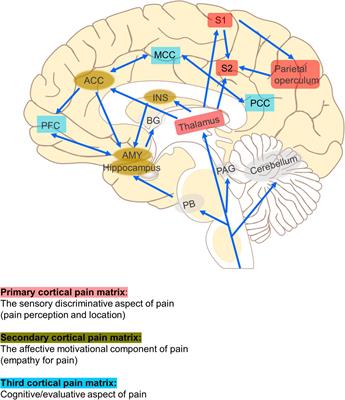 Non-invasive Brain Stimulation for Chronic Pain: State of the Art and Future Directions